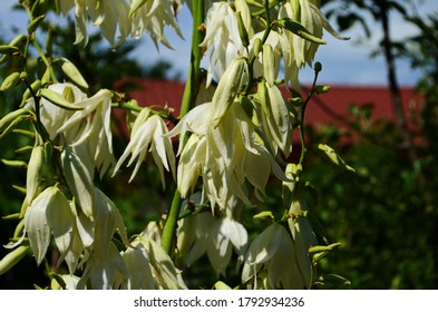 White Yucca Filamentosa Bush Flowers, Other Names Include Adams Needle, Common Yucca