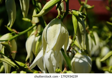 White Yucca Filamentosa Bush Flowers, Other Names Include Adams Needle, Common Yucca