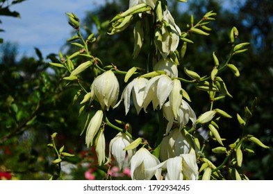 White Yucca Filamentosa Bush Flowers, Other Names Include Adams Needle, Common Yucca