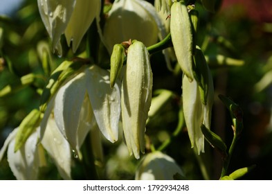 White Yucca Filamentosa Bush Flowers, Other Names Include Adams Needle, Common Yucca