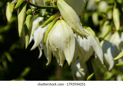 White Yucca Filamentosa Bush Flowers, Other Names Include Adams Needle, Common Yucca