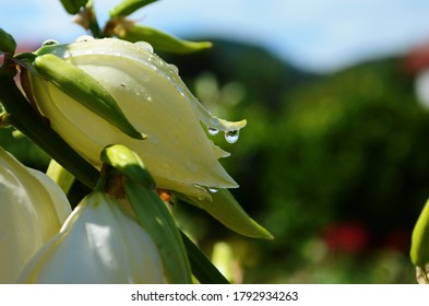 White Yucca Filamentosa Bush Flowers, Other Names Include Adams Needle, Common Yucca