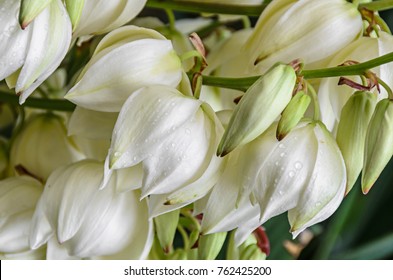 White Yucca filamentosa bush flowers,  other names include Adams needle, common yucca, Spanish bayonet, bear-grass, needle-palm, silk-grass, and spoon-leaf yucca.