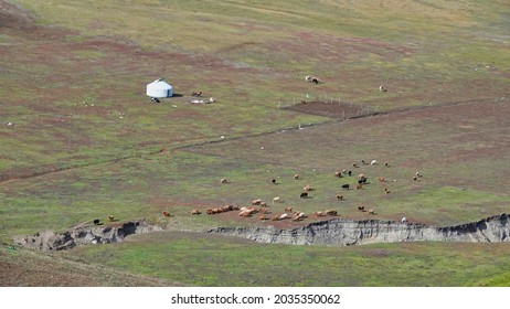 White Yurt Camp. There Are Sheep, Cows, And A Crack In The Meadow. Colorful Beach(Rainbow Beach), Burqin Yadan Landform, Irtysh River, Xinjiang, China. Sep. 2018