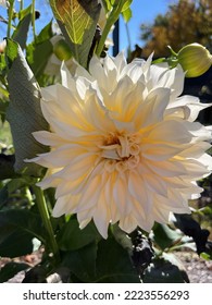 White Zinnia Up Close In The Garden