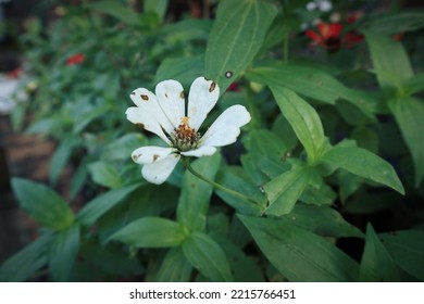 White Zinnia Flower In A Garden