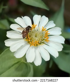 White Zinnia Flower Infested With Bees