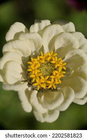 White Zinnia Flower - Macro Photography