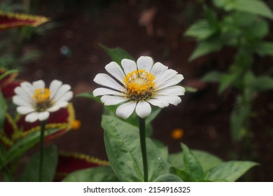 White Zinnia Flowers In The Yard