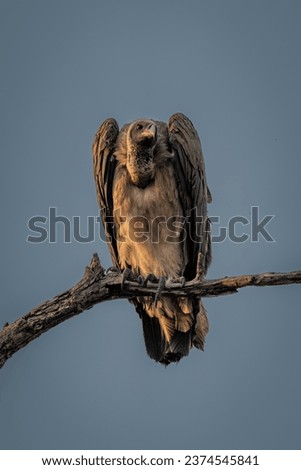 White-backed vulture with catchlight on dead branch