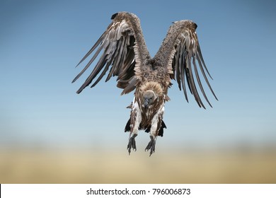 White-backed vulture in flight in the Masai Mara, Kenya . ( Gyps Africanus ) and preparing to land on the carcasses of the dead wildebeest in the Mara river.