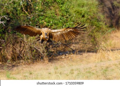 A White-backed Vulture (Gyps Africanus) Em Flying Through A Dense Vegetation. African Vulture Flying To Prey.Untypical Photo Of A Flying African Vulture.