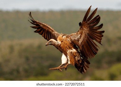 White-Backed Vulture (Gyps africanus) flying just before landing in a Game Reserve in Kwa Zulu Natal in South Africa
