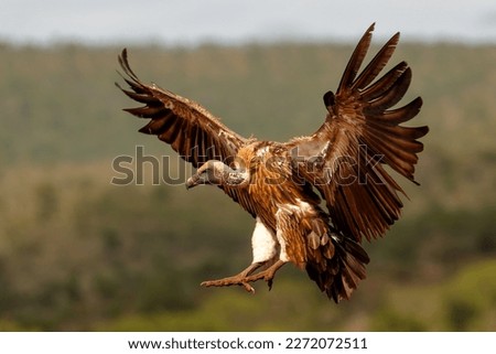 White-Backed Vulture (Gyps africanus) flying just before landing in a Game Reserve in Kwa Zulu Natal in South Africa