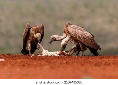 White-Backed Vulture having food in a Game Reserve in Kwa Zulu Natal in South Africa
