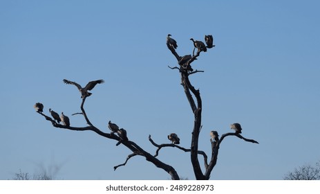 white-backed vultures perched in a dead tree - Powered by Shutterstock