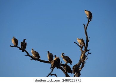 white-backed vultures perched in a dead tree - Powered by Shutterstock