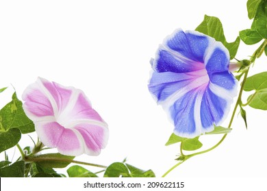 Morning Glory Images, Stock Photos & Vectors | Shutterstock