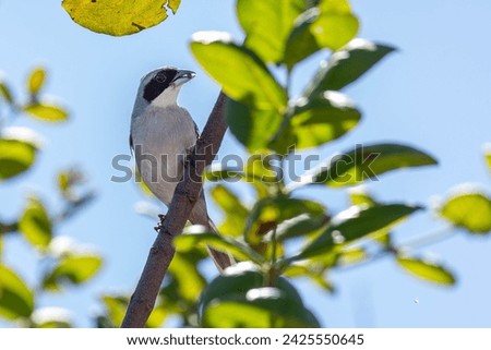 A White-banded Tanager also knows as Cigarra-do-campo perched on a tree. Specie Neothraupis fasciata. Birdwatching. Animal World. Bird lover.