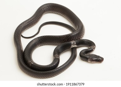 Serpent Images Photos Et Images Vectorielles De Stock Shutterstock