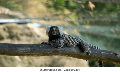A white-bearded marmoset lying on a branch and looking at me