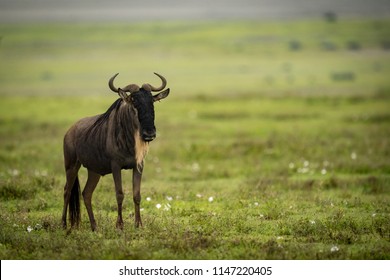 White-bearded wildebeest standing in middle of grassland
