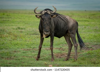 White-bearded wildebeest staring at camera on savannah