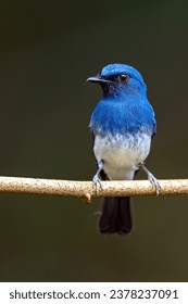 White-bellied Blue Flycatcher (Cyornis pallidipes) is a dainty blue flycatcher with a habit of flicking and spreading its tail. 