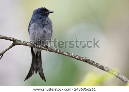 The White-bellied Drongo, or Dicrurus caerulescens, is a medium-sized bird with glossy black plumage and a distinct white patch on the belly, found in Asia.