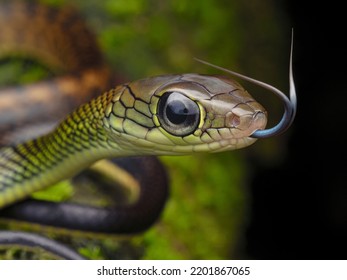 White-bellied Rat Snake - Ptyas Fusca (Juvenile) - Family Of Colubridae. 