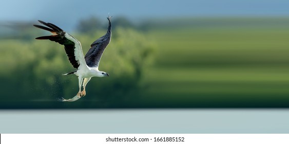 White-bellied Sea Eagle Foraging In The Sea
