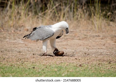 the white-bellied sea eagle has a white head, breast, under-wing coverts and tail. The upper parts are grey and the black under-wing flight feathers contrast with the white coverts.