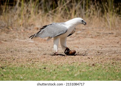 the white-bellied sea eagle has a white head, breast, under-wing coverts and tail. The upper parts are grey and the black under-wing flight feathers contrast with the white coverts. It has a grey beak