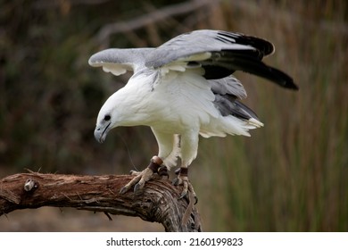 The white-bellied sea eagle also known as the white-breasted sea eagle. The sea eagle has a white body and grey wings - Shutterstock ID 2160199823
