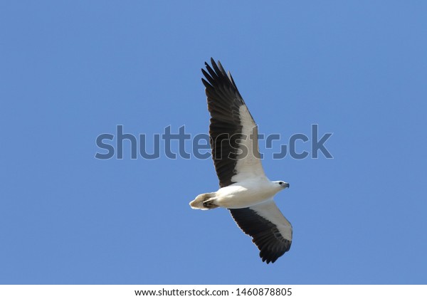 White-bellied Sea Eagle Royal National Park\
raptors Sydney\
Australia