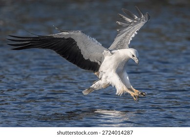 The White-bellied Sea Eagle spreading its sharp talons while descending to catch a fish over the water. The powerful raptor displays hunting behavior in mid-air, showcasing strength, precision, and natural predatory instinct in the wild.

