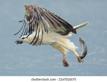 White-bellied Sea Eagle with its talons on its prey
