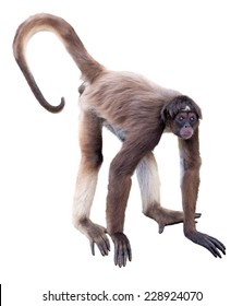 4,809 Spider Monkey Images, Stock Photos & Vectors | Shutterstock