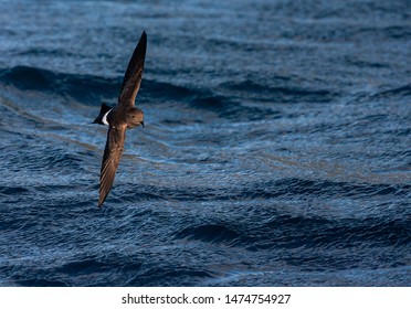 White-bellied Storm Petrel (Fregetta Grallaria) At Sea In The Southern Atlantic Ocean.