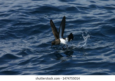 White-bellied Storm Petrel (Fregetta Grallaria) At Sea In The Southern Atlantic Ocean.