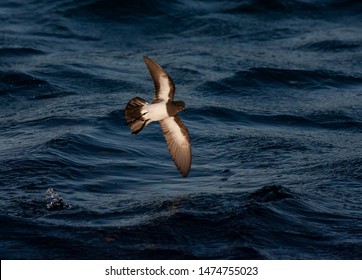 White-bellied Storm Petrel (Fregetta Grallaria) At Sea In The Southern Atlantic Ocean. Bounching On The Sea Surface.