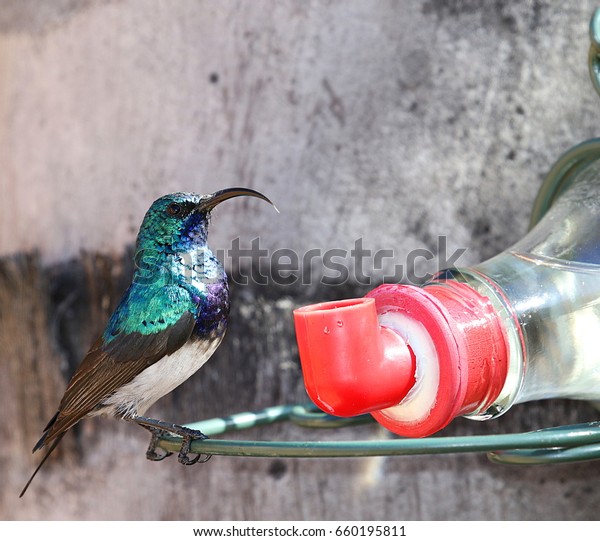 Whitebellied Sunbird Male Drinking Nectar Feeder Stock Photo Edit