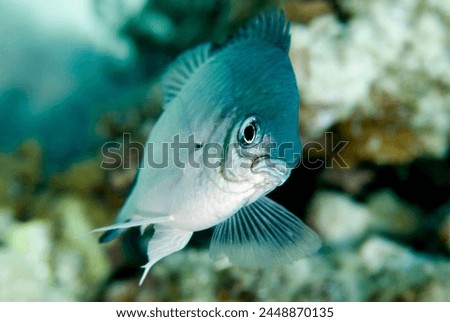 White-belly Damsel (Amblyglyphidodon leucogaster). Red Sea.