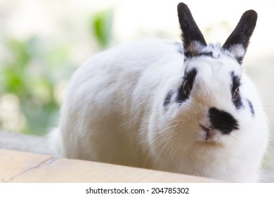 1,252 Netherland dwarf rabbit Images, Stock Photos & Vectors | Shutterstock