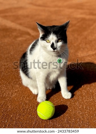 White-black yellow-eyed cat on a clay tennis court with a yellow tennis ball
