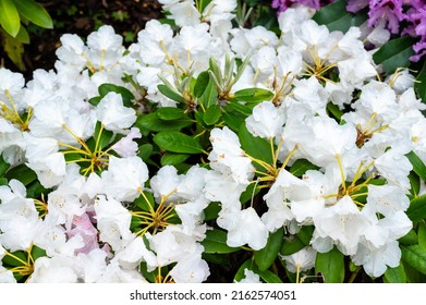 White-blooming In Spring Rhododendron Maximum L.