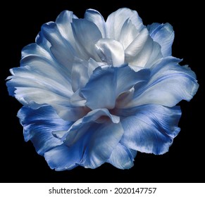 White-blue  tulip flower  on black  isolated background with clipping path. Closeup. For design. Nature. 