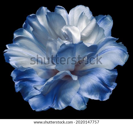 White-blue  tulip flower  on black  isolated background with clipping path. Closeup. For design. Nature. 