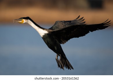 A white-breasted Cormorant in flight