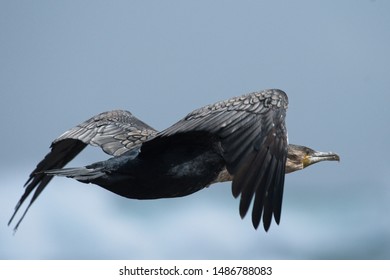 White-breasted cormorant in flight with blue background